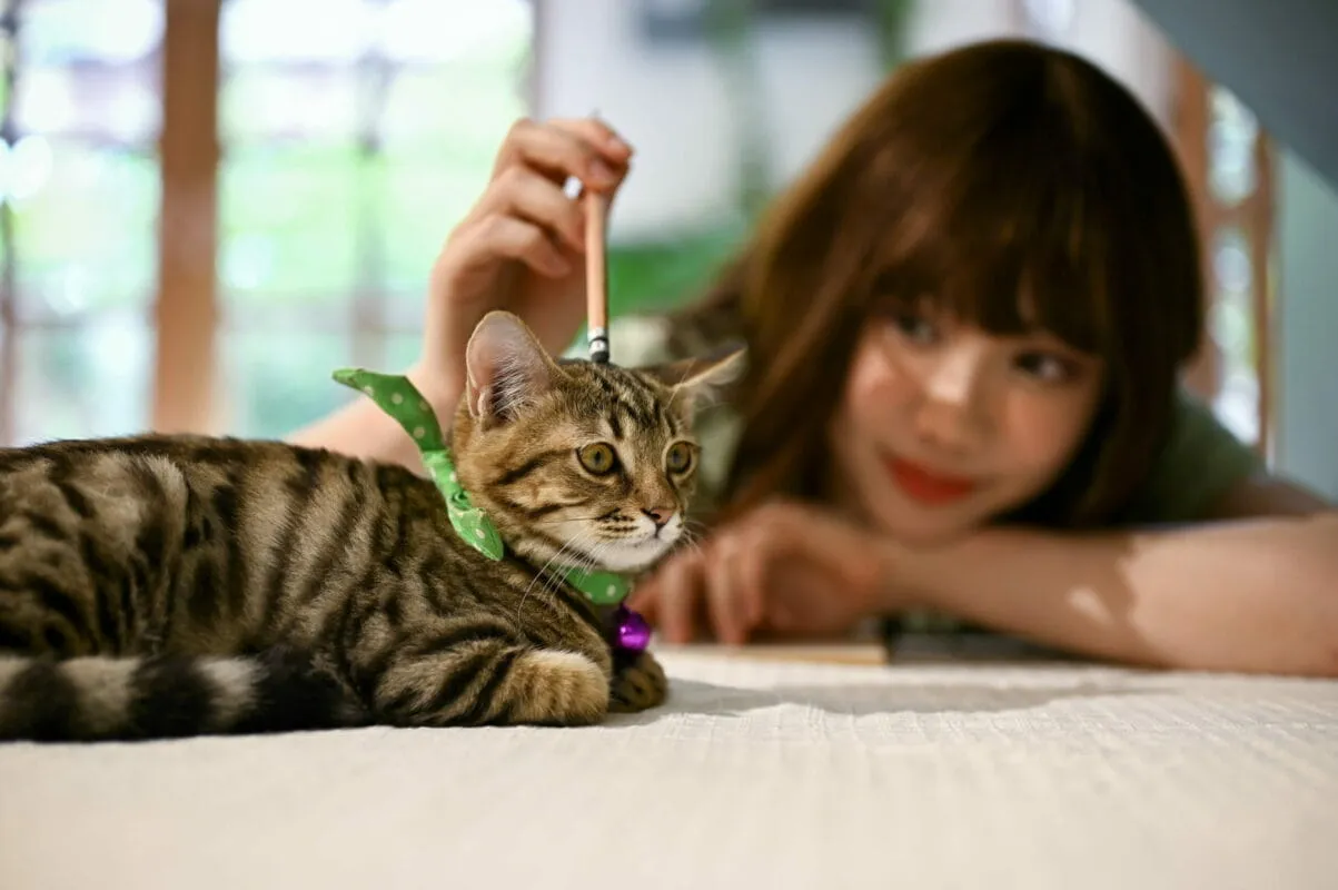 Yavru Kedi Eğitimi: Zeki Dostunuzla Güçlü Bir Bağ Kurmanın Püf Noktaları