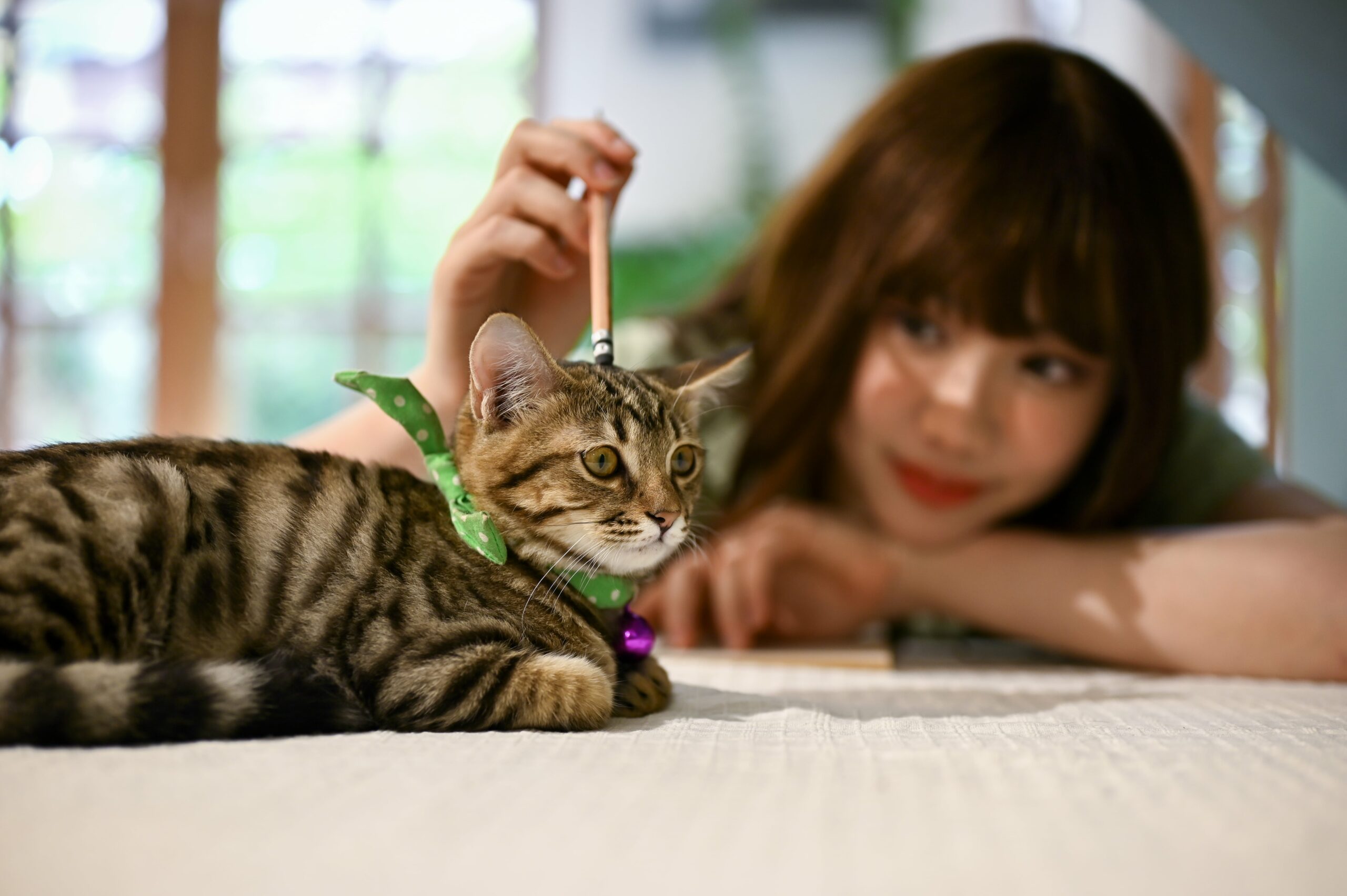 Yavru Kedi Eğitimi: Zeki Dostunuzla Güçlü Bir Bağ Kurmanın Püf Noktaları