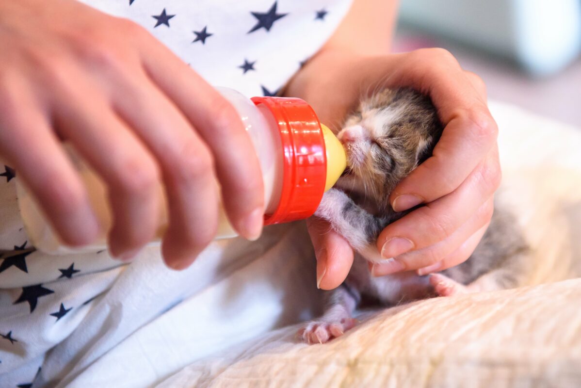 Yeni Doğan Kedi Bakımı: Hayata Sağlıklı Bir Başlangıç İçin Kapsamlı Rehber