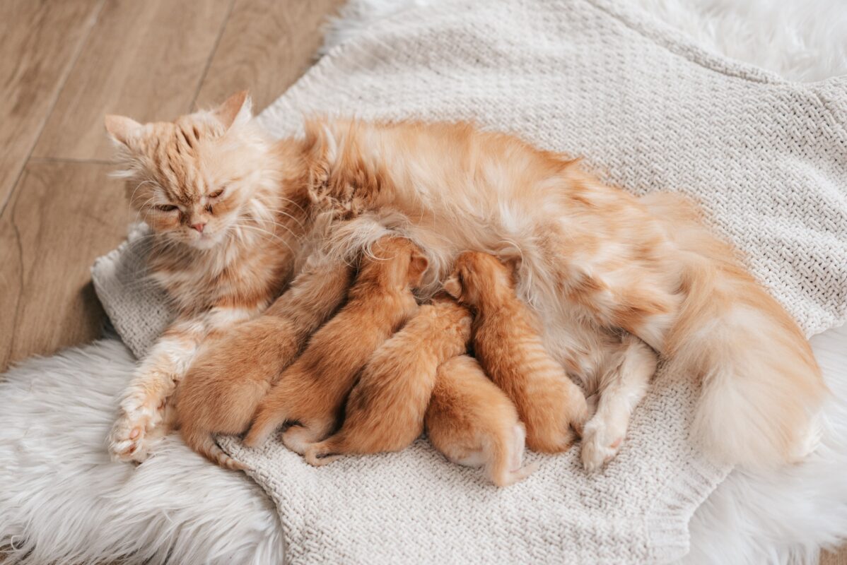 Yeni Doğan Kedi Bakımı: Hayata Sağlıklı Bir Başlangıç İçin Kapsamlı Rehber