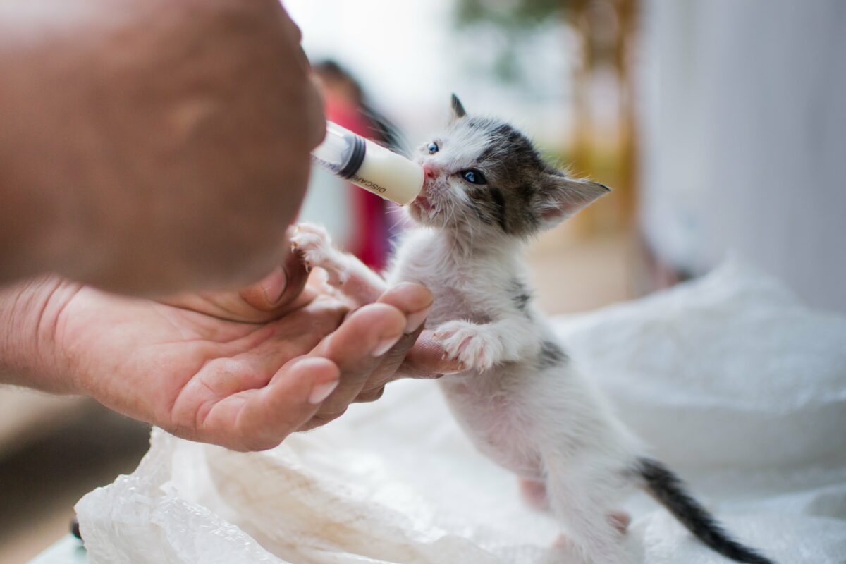 Yeni Doğan Kedi Bakımı: Hayata Sağlıklı Bir Başlangıç İçin Kapsamlı Rehber