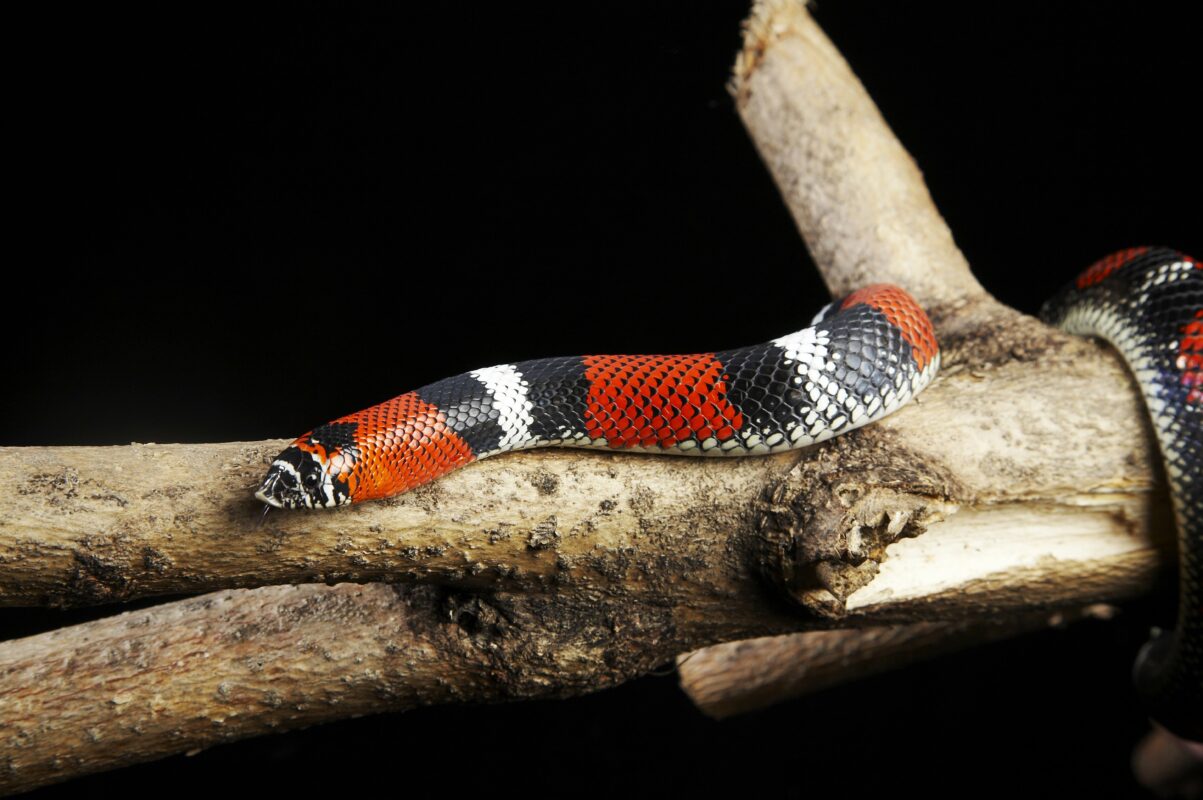 Yılan Isırıkları