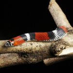 Yılan Isırıkları