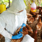 Kuş Gribi (Avian İnfluenza)