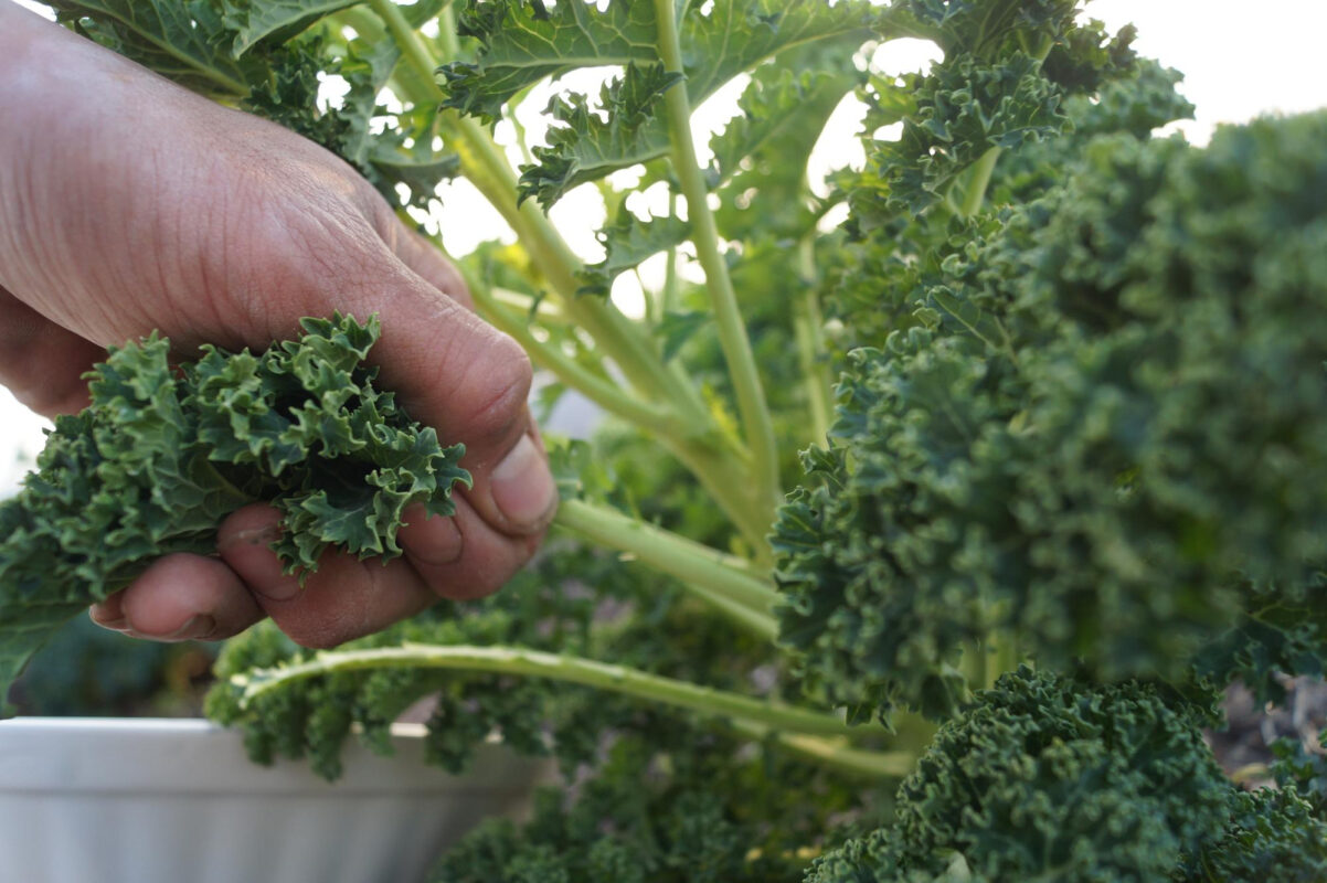 Vitamin ve mineral içeren besinler: Günlük ihtiyaçlar ve sağlıklı beslenme rehberi