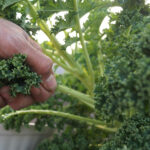 Vitamin ve mineral içeren besinler: Günlük ihtiyaçlar ve sağlıklı beslenme rehberi