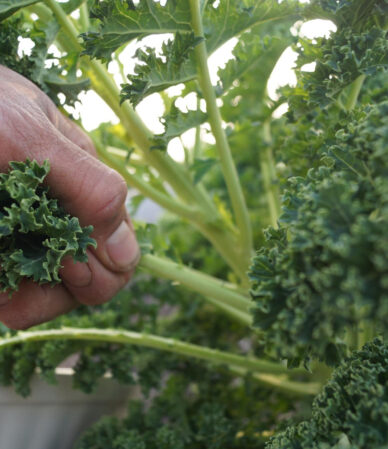 Vitamin ve mineral içeren besinler: Günlük ihtiyaçlar ve sağlıklı beslenme rehberi