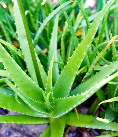 Aloe vera nedir? Faydaları, kullanım alanları, yan etkileri
