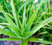 Aloe vera nedir? Faydaları, kullanım alanları, yan etkileri