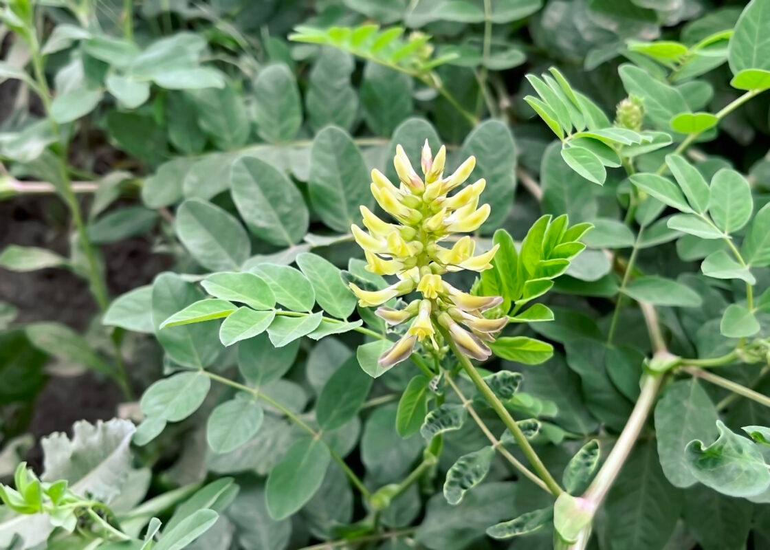 Geven Otu Astragalus Nedir? Ne İşe Yarar, Kimler İçin Uygun Değildir?