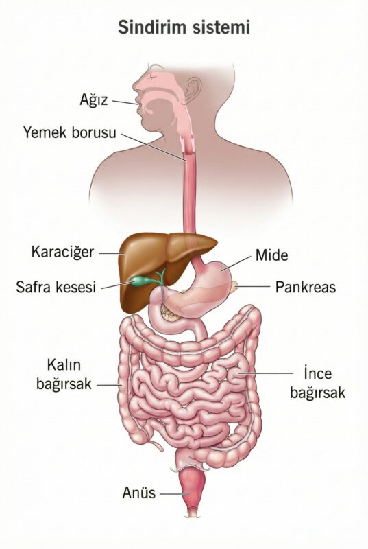 Sindirim sistemi nasıl çalışır? Organlar, görevler ve sağlıklı kalmanın yolları