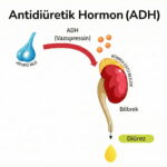 ADH (Vazopressin) Nedir? Su Dengesi ve Hastalıklar