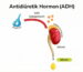 Resim, ADH'nin hipofiz bezinden salgılanıp böbreklere giderek diürezi (idrar atımını) etkilediği genel yolu gösterir