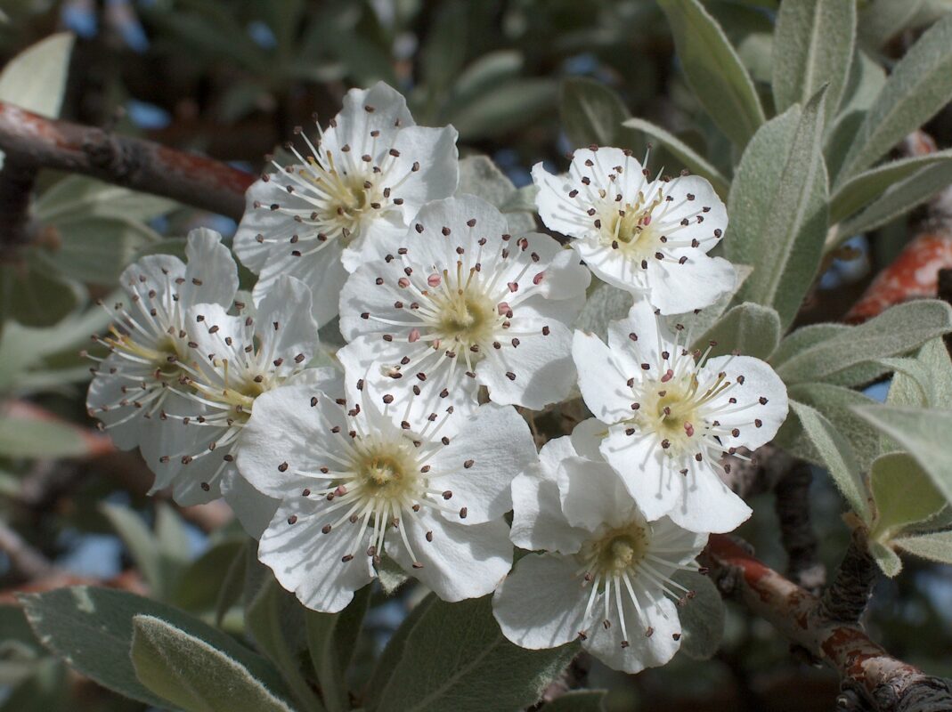 Ahlat Ağacı Çiçeği