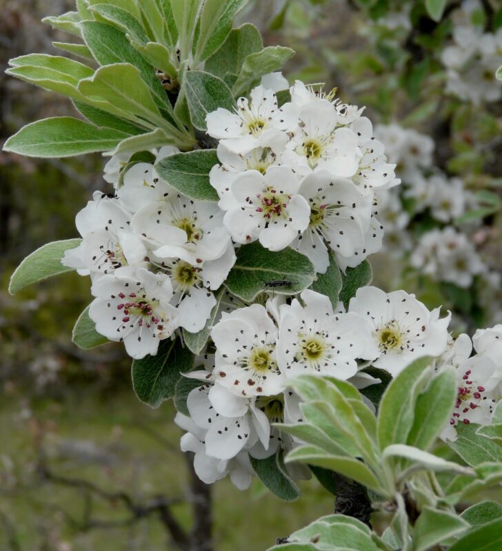 Ahlat Ağacı Çiçeği