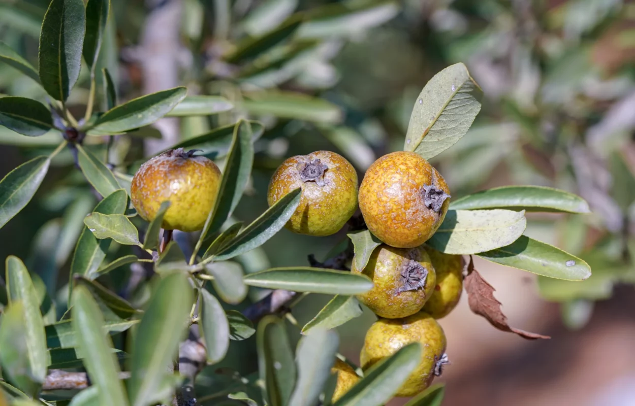 Ahlat Meyvesi Nedir? Faydaları ve Kullanımı