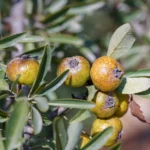 Ahlat Meyvesi Nedir? Faydaları ve Kullanımı