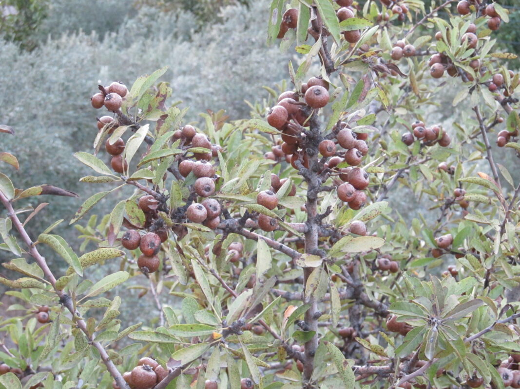 Ahlat Meyvesi Olgunlaşmış