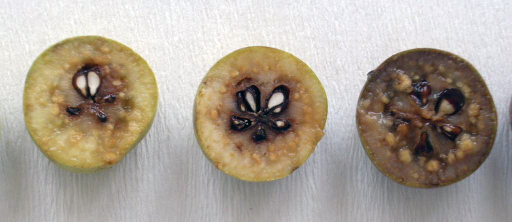 Ahlat Meyvesi Nedir? Faydaları ve Kullanımı