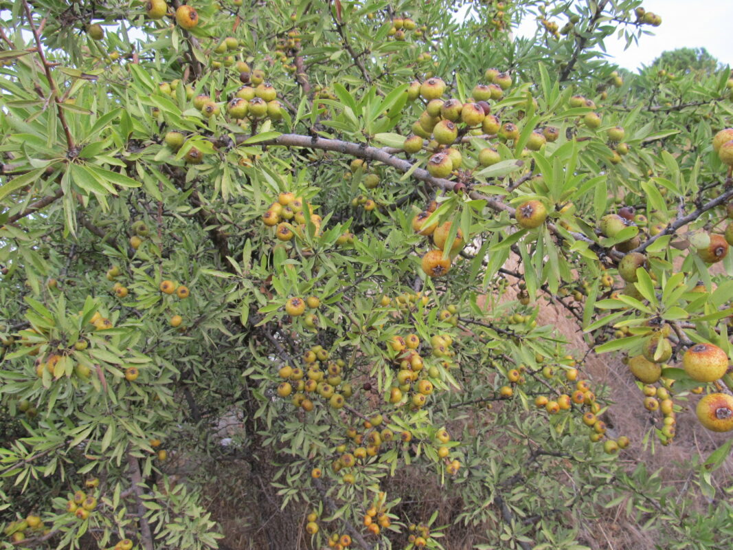 Ahlat Ağacı ve Meyvesi