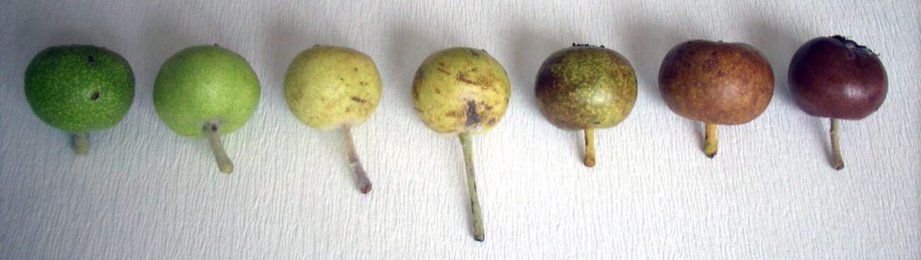 Ahlat Meyvesi Nedir? Faydaları ve Kullanımı