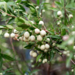 Hambeles (Murt) Nedir? Faydaları ve Kullanımı