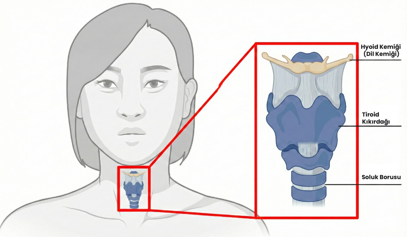 Hyoid Kemiği Nedir: Ne İşe Yarar, Neden Ağrır?