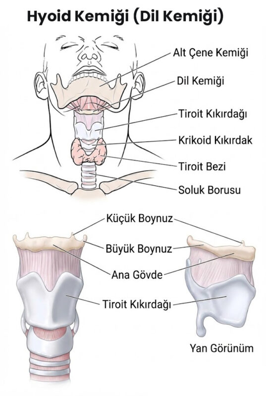 Hyoid Kemiği Nedir: Ne İşe Yarar, Neden Ağrır?