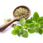 Mercanköşk Faydaları: Nedir, Nasıl Kullanılır?