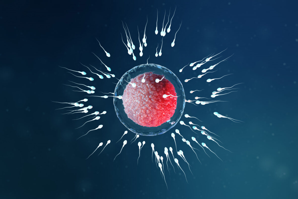 Spermatogenez: Sperm Üretimi Nasıl İşler?