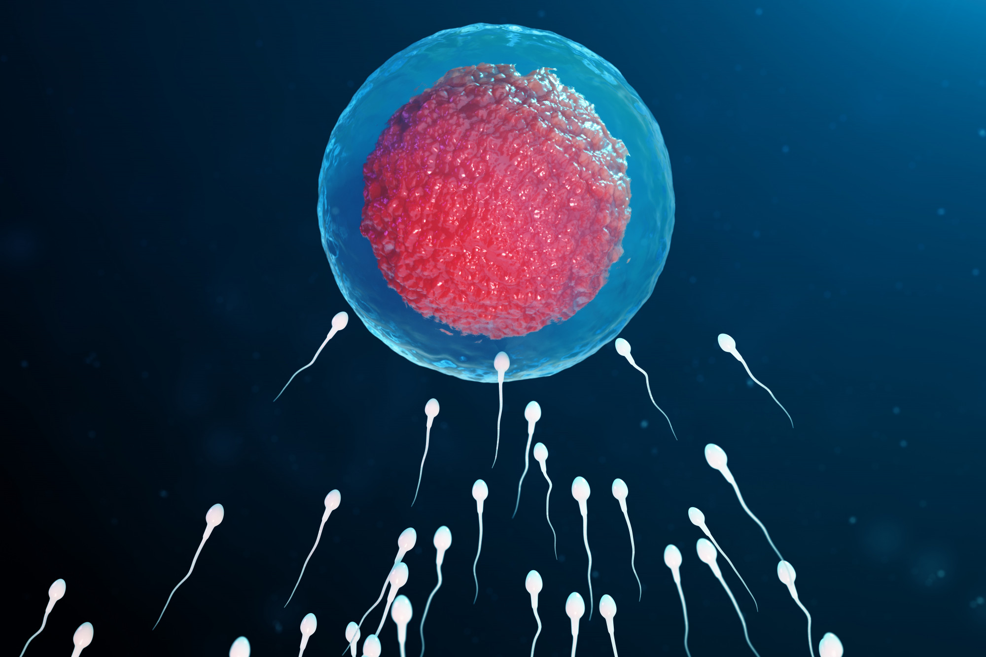Spermatogenez: Sperm Üretimi Nasıl İşler?