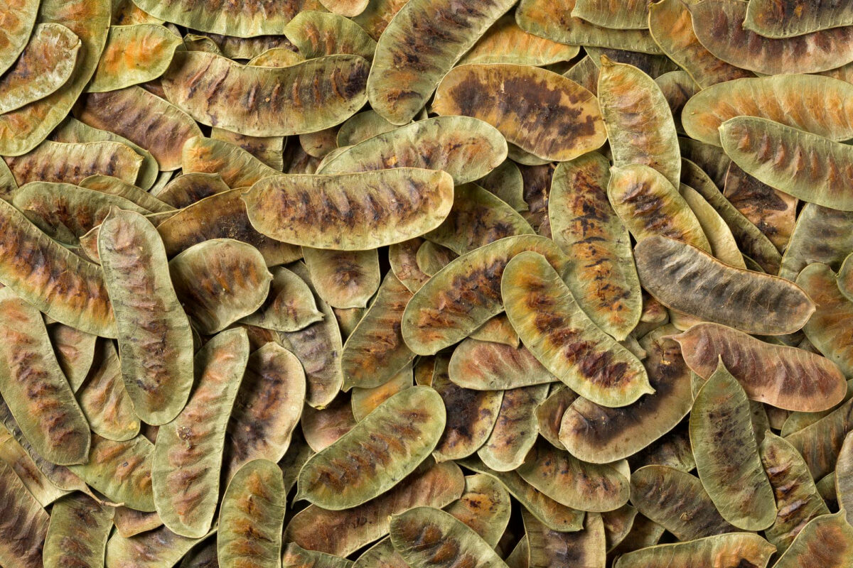 Açlık Otu Nedir? Faydaları, Kullanımı ve Zararları