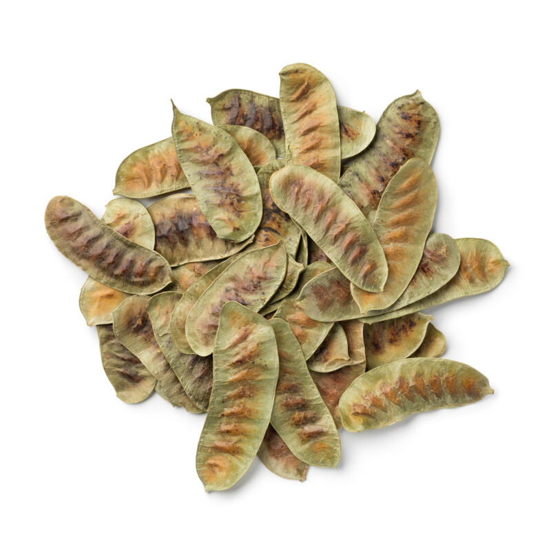 Açlık Otu Nedir? Faydaları, Kullanımı ve Zararları