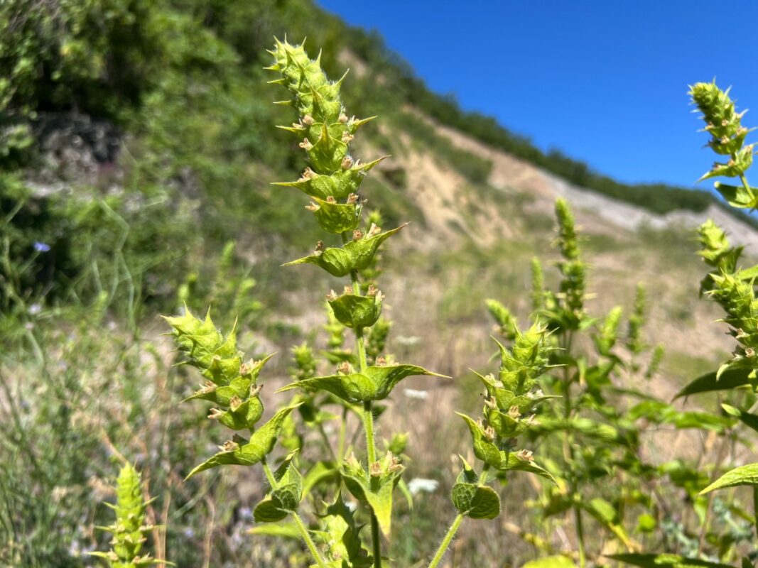 Dağ Çayı Faydaları: Bağışıklık ve Sindirim Rehberi