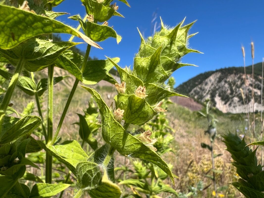 Dağ Çayı Faydaları: Bağışıklık ve Sindirim Rehberi