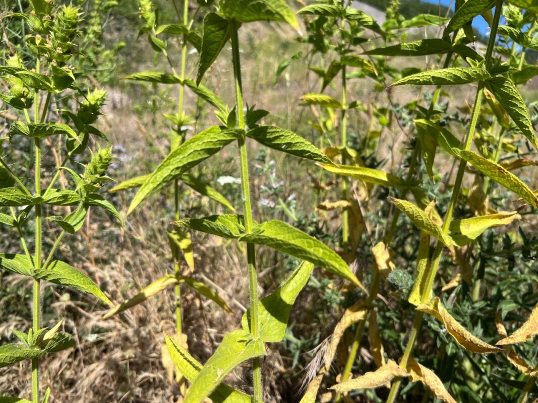 Dağ Çayı Faydaları: Bağışıklık ve Sindirim Rehberi