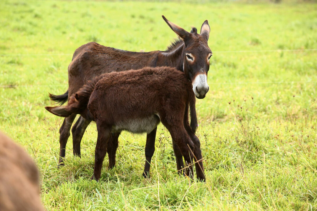 Eşek Sütü: Faydaları ve Güvenli Tüketim Rehberi