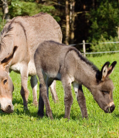 Eşek Sütü: Faydaları ve Güvenli Tüketim Rehberi