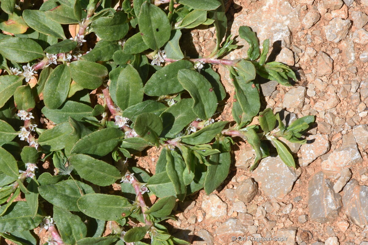 Madımak Otu Nedir? Faydaları ve Kullanım Rehberi