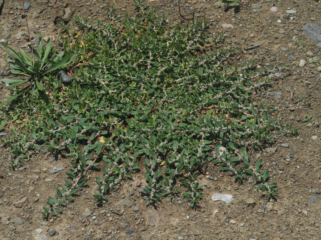 Madımak Otu Nedir? Faydaları ve Kullanım Rehberi