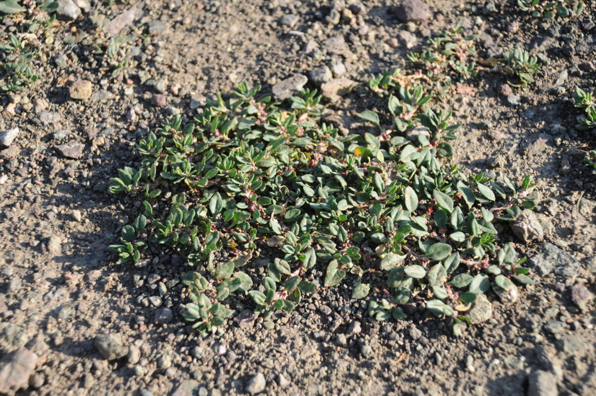 Madımak Otu Nedir? Faydaları ve Kullanım Rehberi