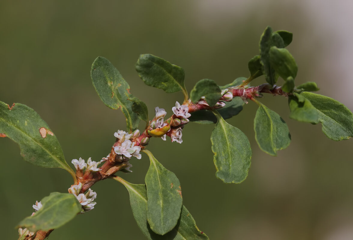 Madımak Otu Nedir? Faydaları ve Kullanım Rehberi
