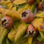 Muşmula Faydaları: Muşmula Nedir, Ne İşe Yarar?