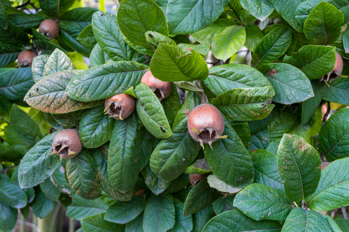 Muşmula Faydaları: Muşmula Nedir, Ne İşe Yarar?
