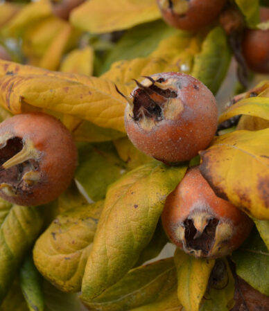 Muşmula Faydaları: Muşmula Nedir, Ne İşe Yarar?