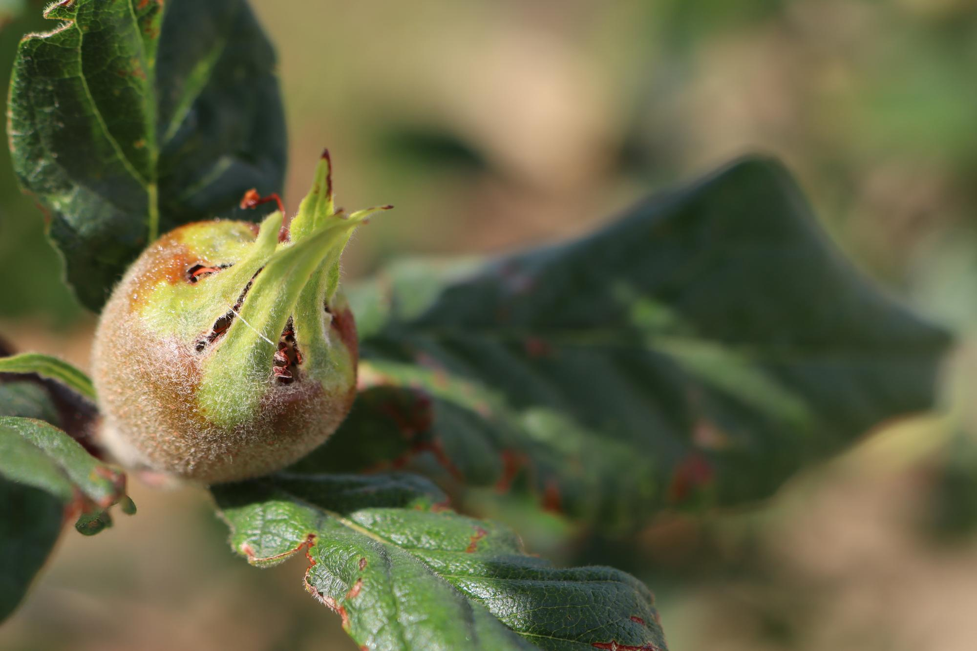 Muşmula Faydaları: Muşmula Nedir, Ne İşe Yarar?