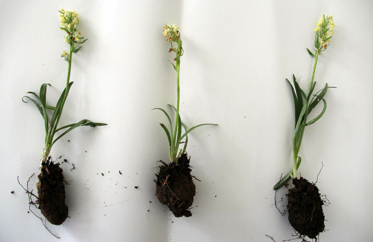 Salebin Tarihi ve Kültürel Yeri: Neden Bu Kadar Seviliyor?