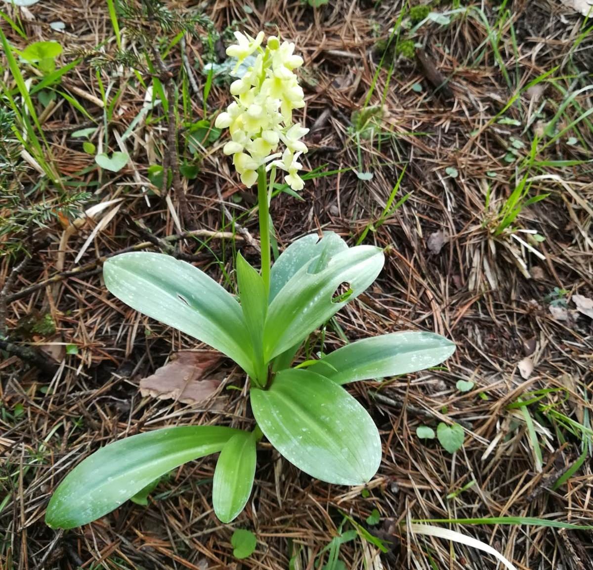Salep Nedir ve Nasıl Elde Edilir?