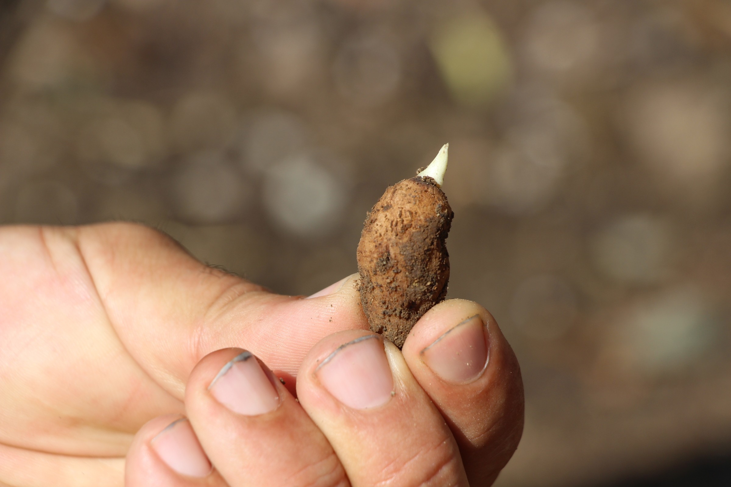 Salep Nedir ve Nasıl Elde Edilir?