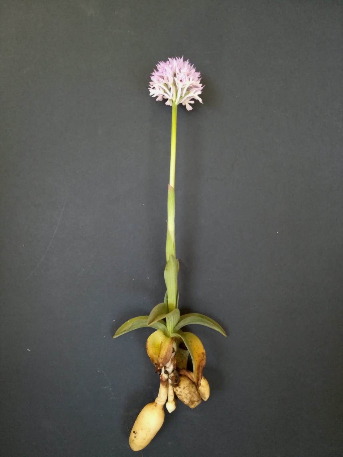 Salep Nedir ve Nasıl Elde Edilir?